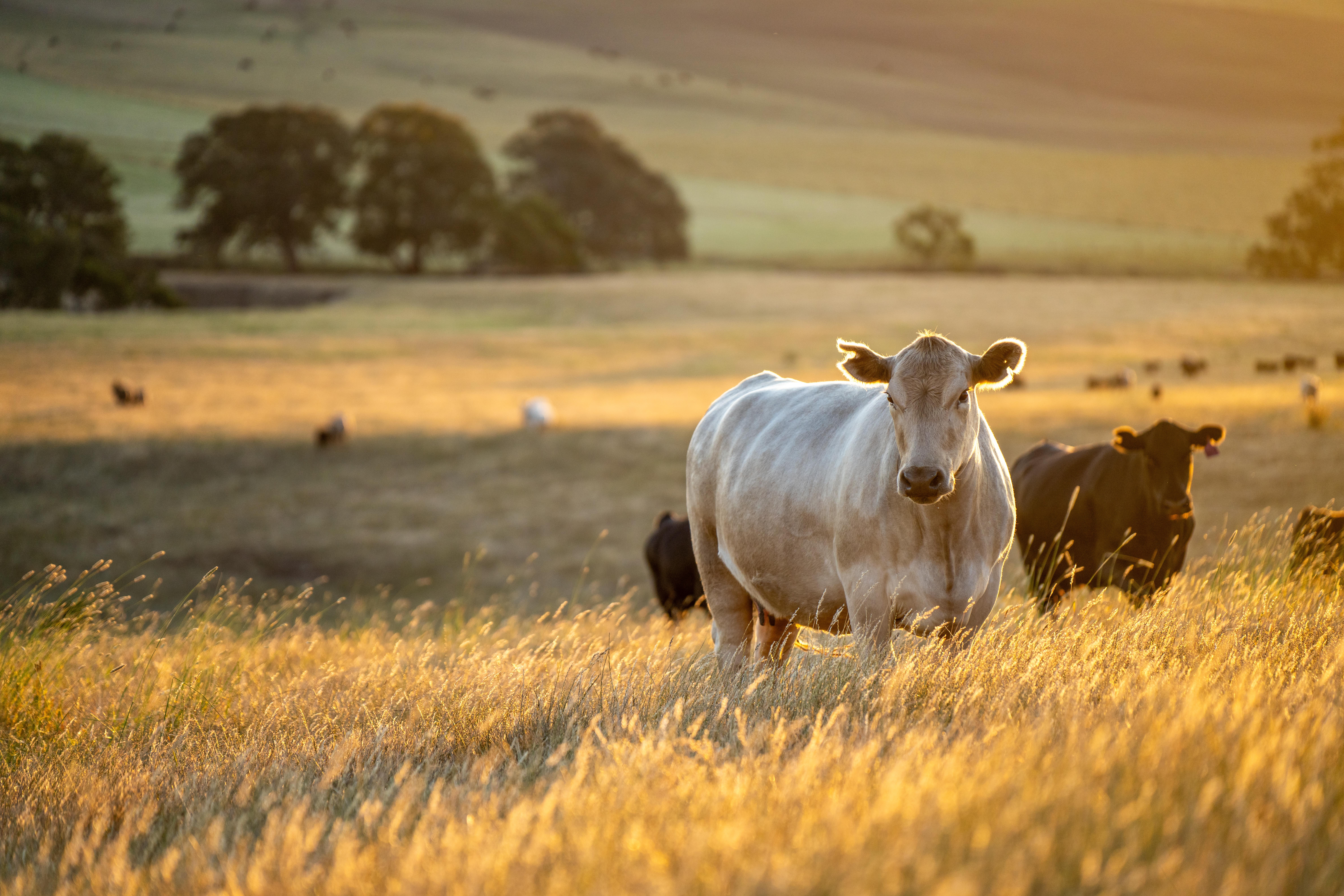 Koeien in Australië op het land